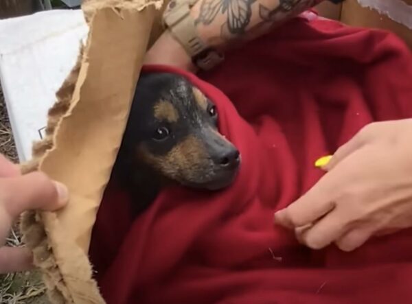 Puppy Rescued from Drenched Cardboard Box Finds a Dream Home-1