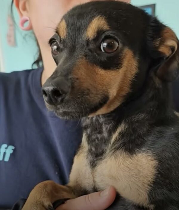 Puppy Rescued from Drenched Cardboard Box Finds a Dream Home-1