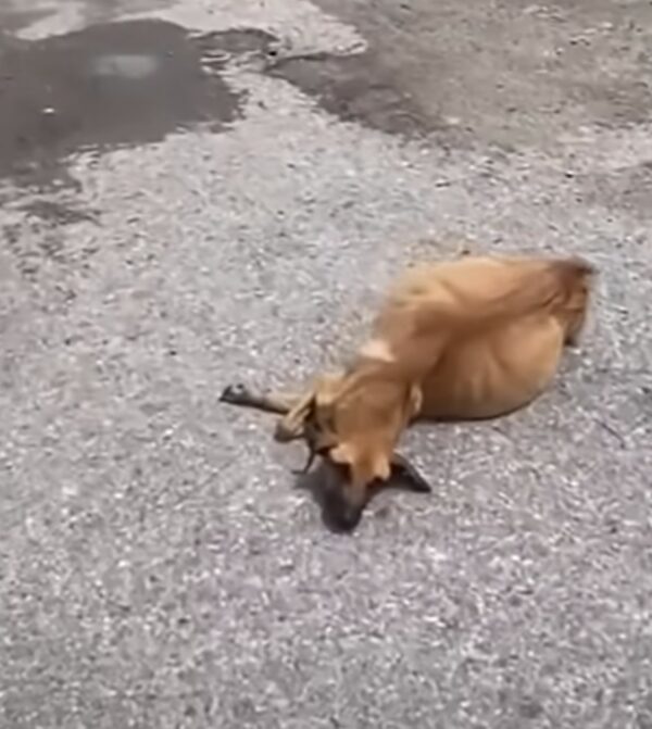 Puppy's Unbelievable Transformation After Being Abandoned With a Swollen Belly-1