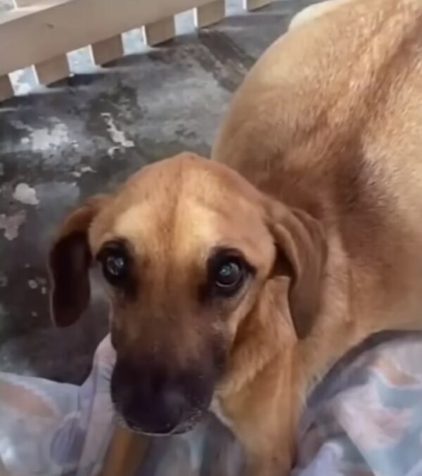 Puppy's Unbelievable Transformation After Being Abandoned With a Swollen Belly-1