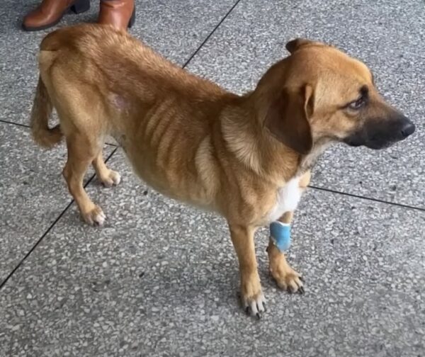 Puppy's Unbelievable Transformation After Being Abandoned With a Swollen Belly-1