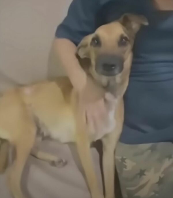 Puppy's Unbelievable Transformation After Being Abandoned With a Swollen Belly-1