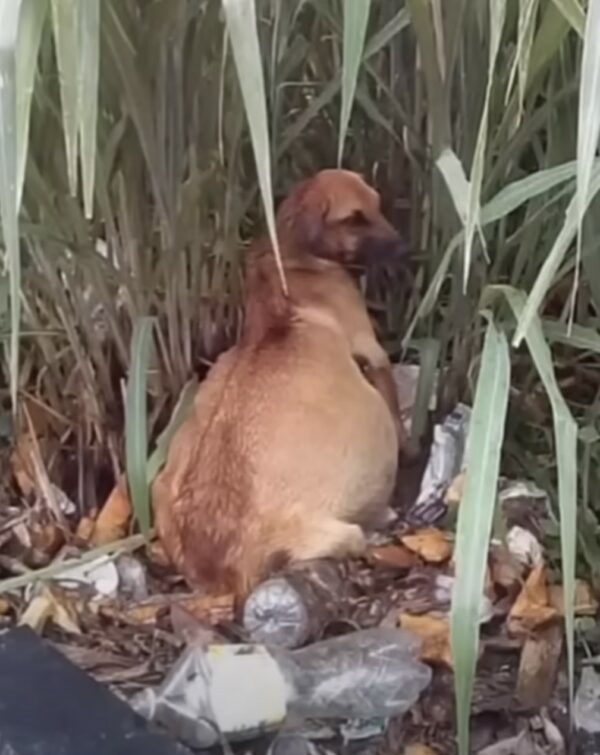Puppy's Unbelievable Transformation After Being Abandoned With a Swollen Belly-1