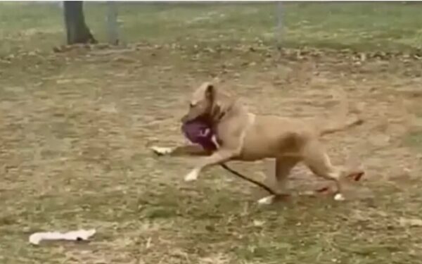 Pup's Lonely Heart: A Tale of Hope and Imaginary Friends-1