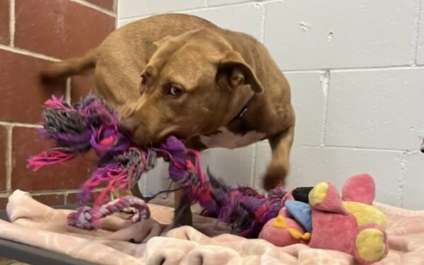 Pup's Lonely Heart: A Tale of Hope and Imaginary Friends-1