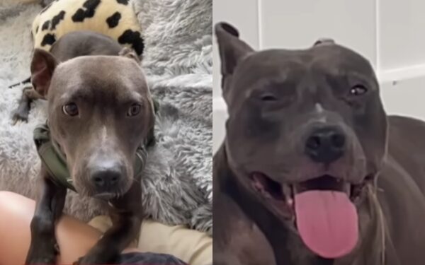 Rejected Pitbull's Journey to Love and Trust: How One Woman Changed Everything-1