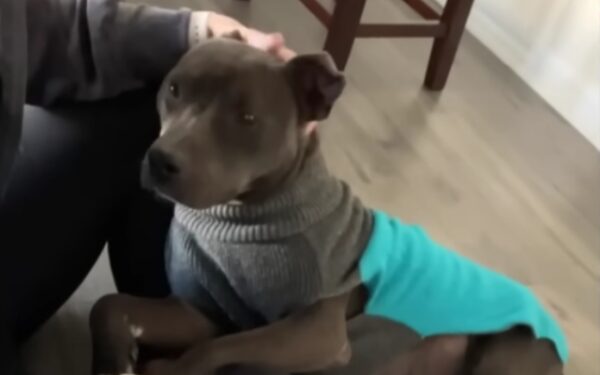 Rejected Pitbull's Journey to Love and Trust: How One Woman Changed Everything-1