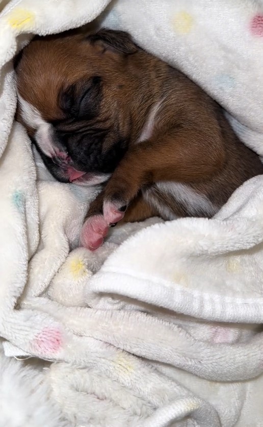 Rejected Puppy Defies Odds with Nurse's Love Amidst a Harsh Start-1