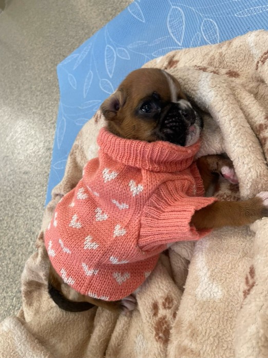 Rejected Puppy Defies Odds with Nurse's Love Amidst a Harsh Start-1