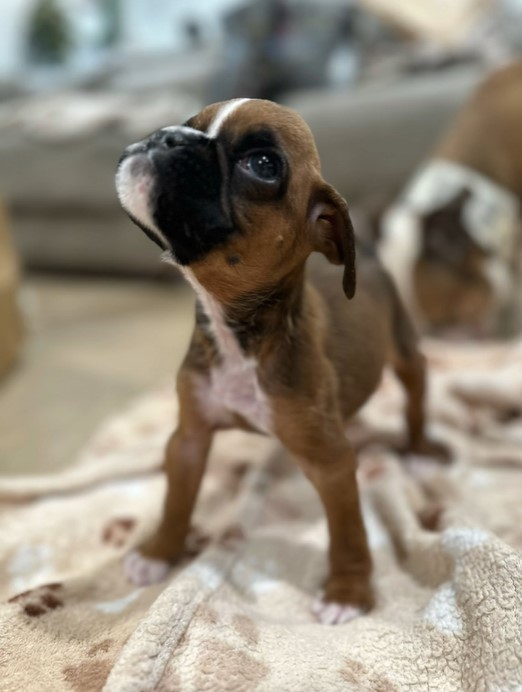 Rejected Puppy Defies Odds with Nurse's Love Amidst a Harsh Start-1