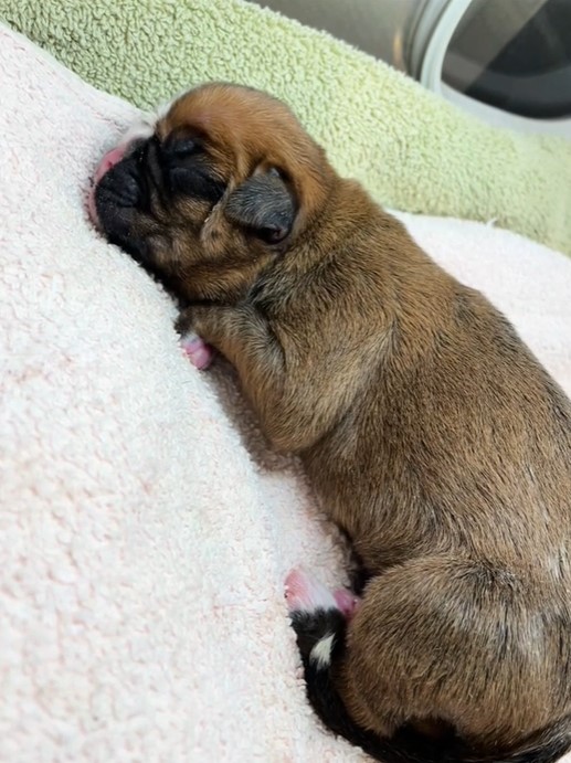 Rejected Puppy Defies Odds with Nurse's Love Amidst a Harsh Start-1