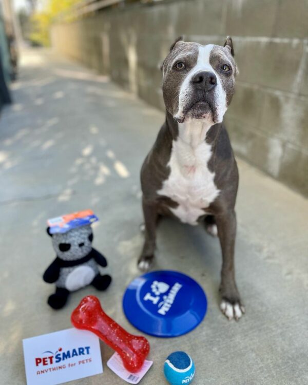 Rescue Mission: Abandoned Pit Bull's Journey from Despair to Joy-1