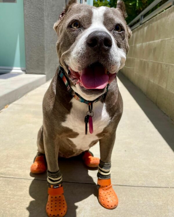 Rescue Mission: Abandoned Pit Bull's Journey from Despair to Joy-1