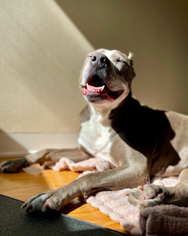 Rescue Mission: Abandoned Pit Bull's Journey from Despair to Joy-1