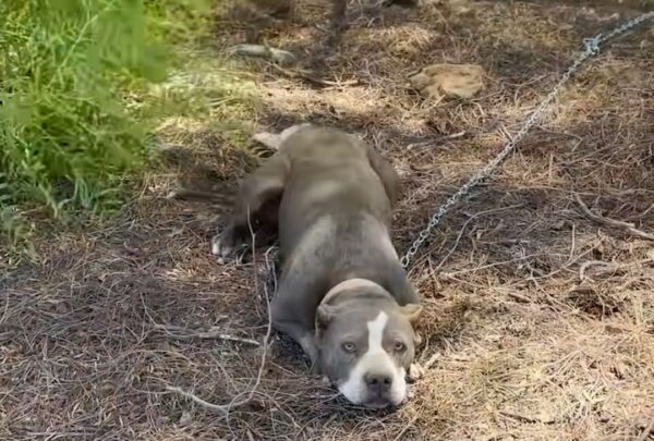 Rescue Mission: Abandoned Pit Bull's Journey from Despair to Joy-1