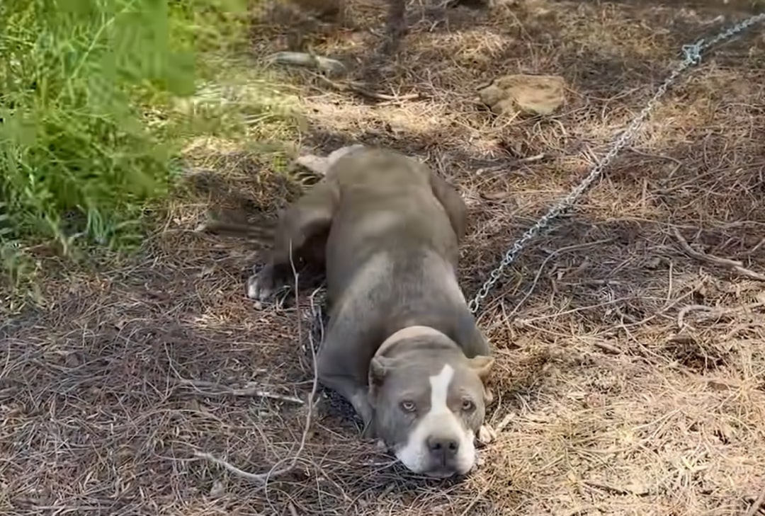 Rescue Mission: Abandoned Pit Bull's Journey from Despair to Joy