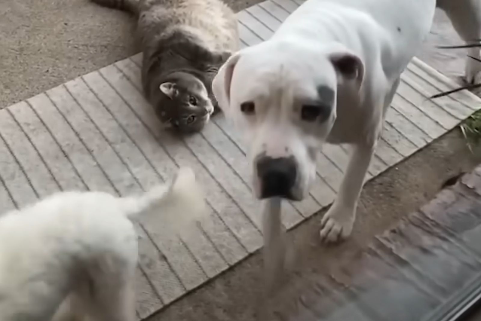 Rescued Pitbull Finds Unexpected Love and a New Family