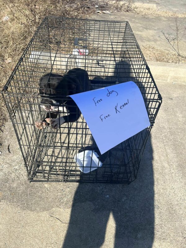 Rescuers Astonished to Discover Abandoned Dog Alongside Busy Highway-1