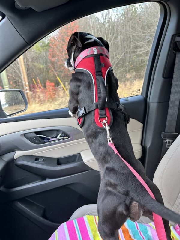 Rescuers Astonished to Discover Abandoned Dog Alongside Busy Highway-1