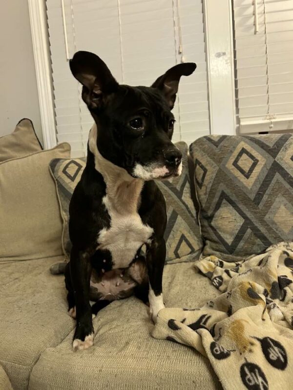 Rescuers Astonished to Discover Abandoned Dog Alongside Busy Highway-1