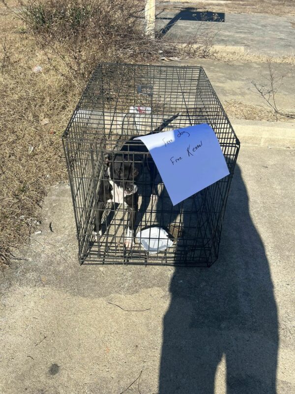 Rescuers Astonished to Discover Abandoned Dog Alongside Busy Highway-1