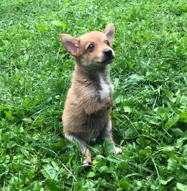 Rescuers' Heartbreak Turns to Joy After Finding Abandoned Legless Puppy-1