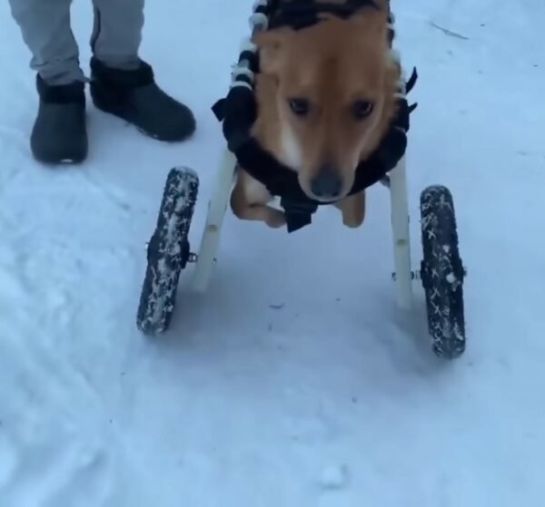 Rescuers' Heartbreak Turns to Joy After Finding Abandoned Legless Puppy-1