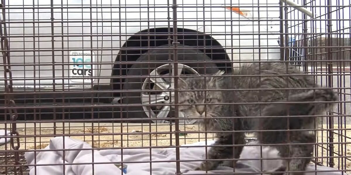 Rescuers' Hearts Melt When They Find Injured Dog in Unbelievable Spot