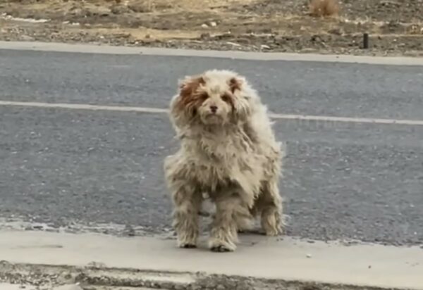 Stray Dog's Miraculous Rescue Amidst Despair Captures Hearts-1