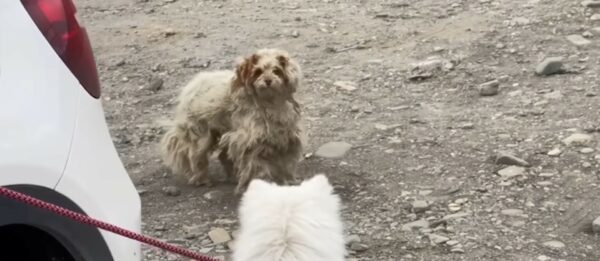 Stray Dog's Miraculous Rescue Amidst Despair Captures Hearts-2
