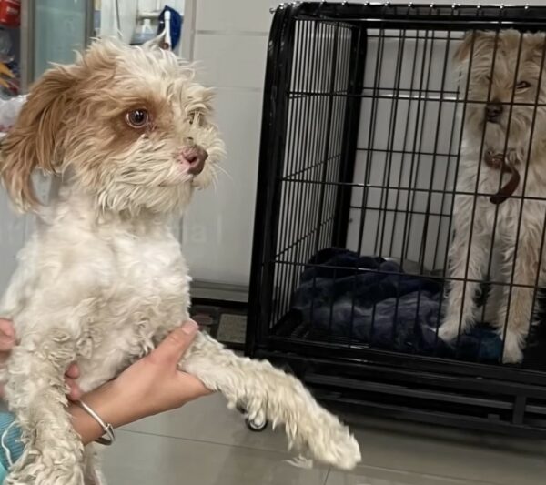 Stray Dog's Miraculous Rescue Amidst Despair Captures Hearts-3
