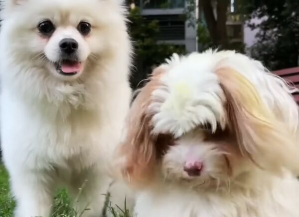 Stray Dog's Miraculous Rescue Amidst Despair Captures Hearts-4