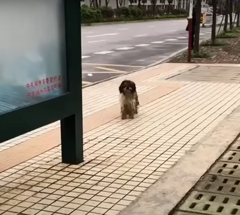 Struggle to Triumph: The Journey of a Neglected Dog From Despair to Joy