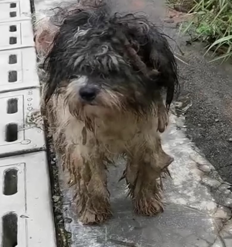 Struggle to Triumph: The Journey of a Neglected Dog From Despair to Joy