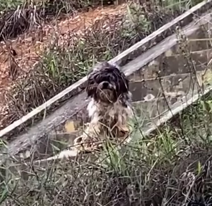 Struggle to Triumph: The Journey of a Neglected Dog From Despair to Joy