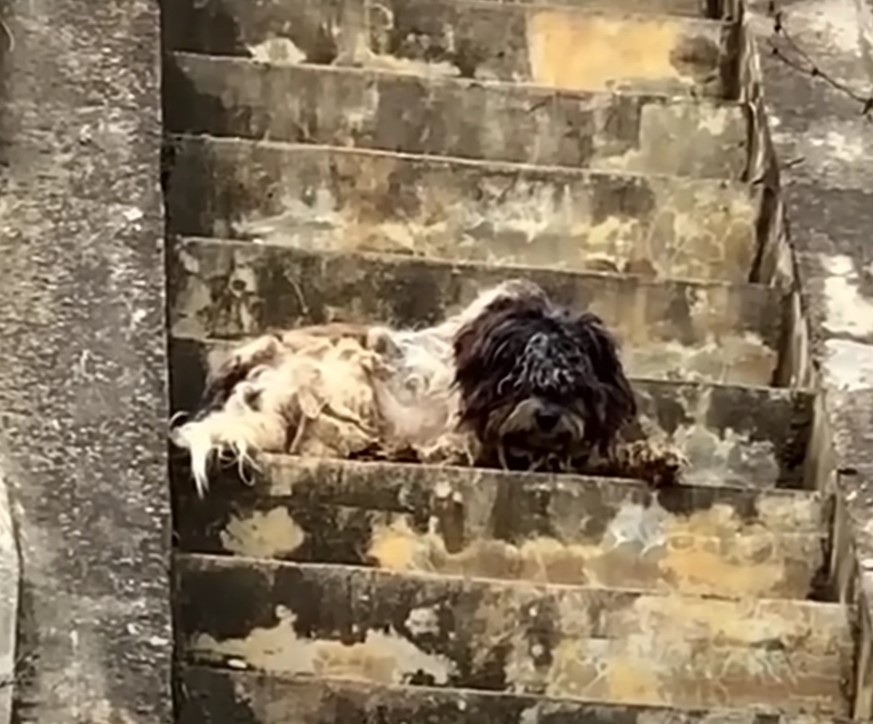 Struggle to Triumph: The Journey of a Neglected Dog From Despair to Joy