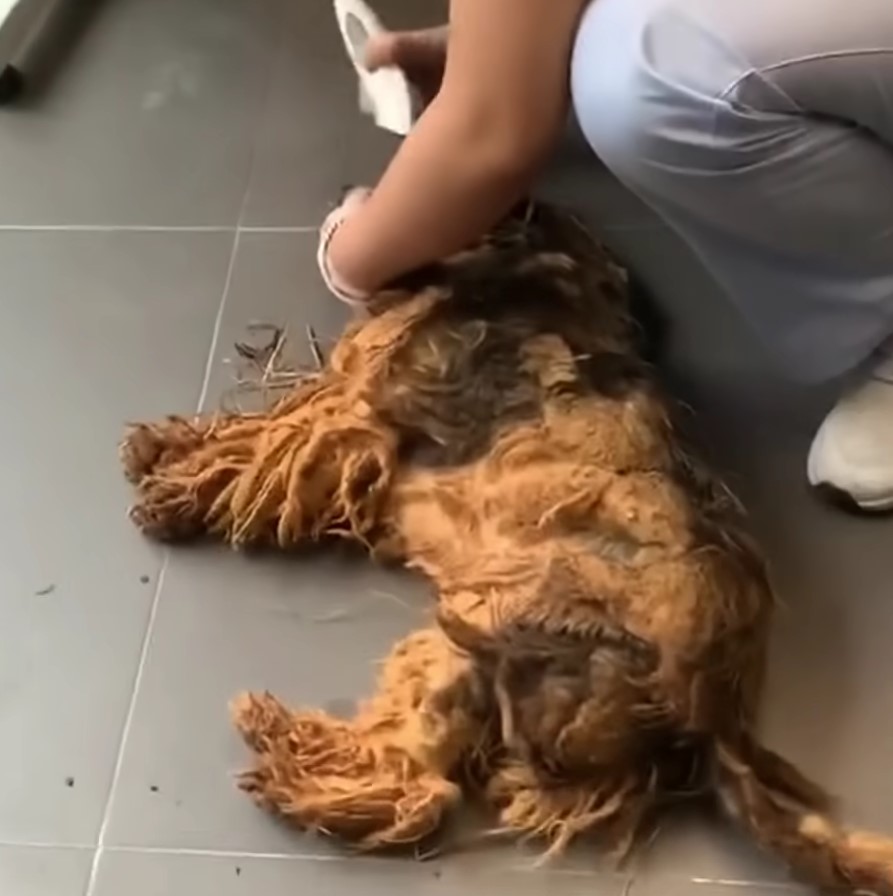 Struggle to Triumph: The Journey of a Neglected Dog From Despair to Joy
