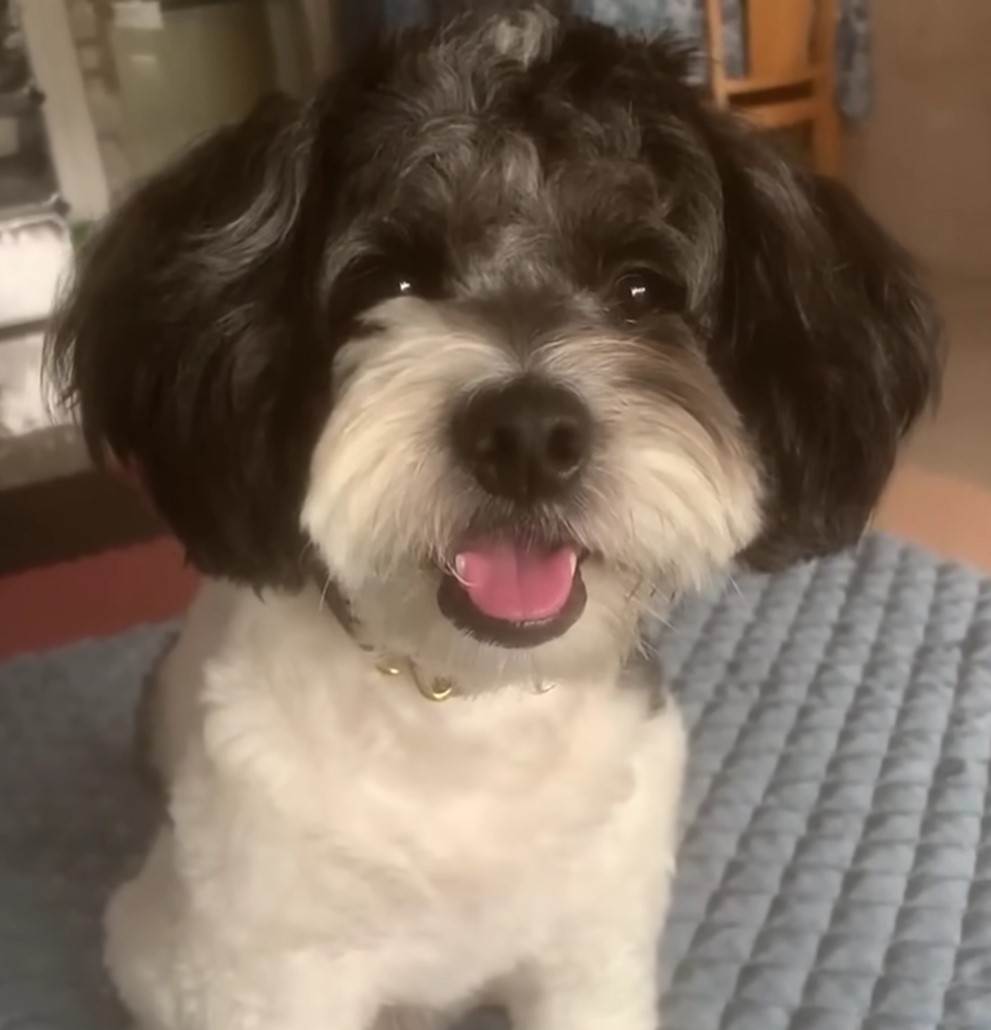 Struggle to Triumph: The Journey of a Neglected Dog From Despair to Joy