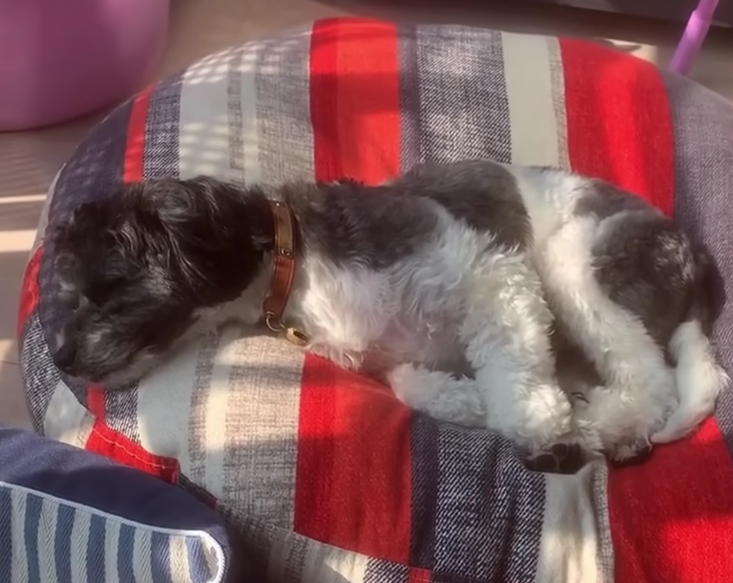 Struggle to Triumph: The Journey of a Neglected Dog From Despair to Joy