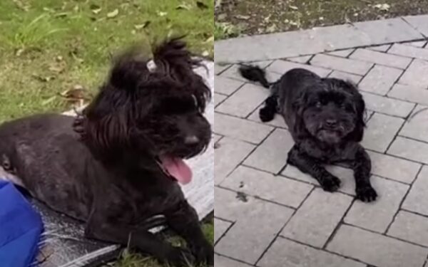 Tears on the Roadside: The Incredible Transformation of an Injured Stray-1