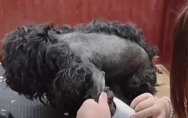Tears on the Roadside: The Incredible Transformation of an Injured Stray-1