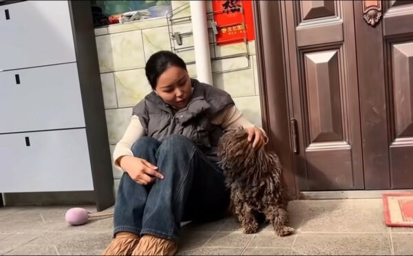 The Heartbreaking Journey of a Stray Pup in Search of Love-1