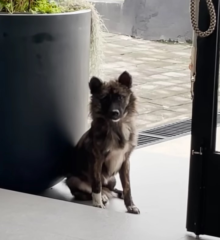 The Journey of a Fearful Stray Dog: From Despair to Joy