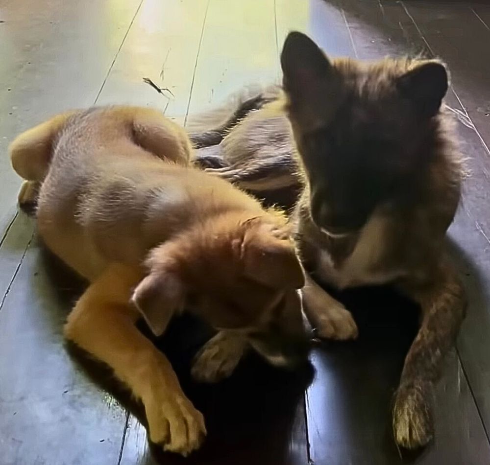 The Journey of a Fearful Stray Dog: From Despair to Joy