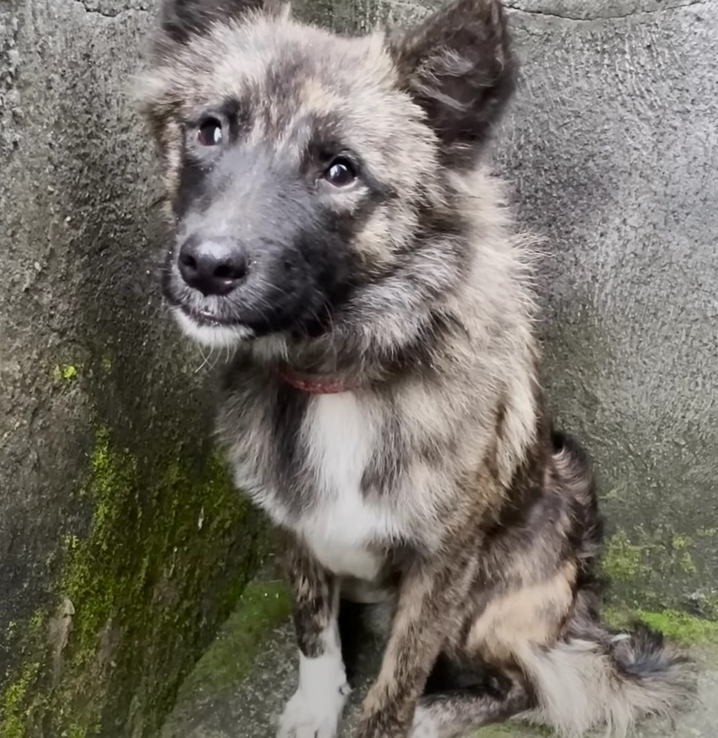 The Journey of a Fearful Stray Dog: From Despair to Joy