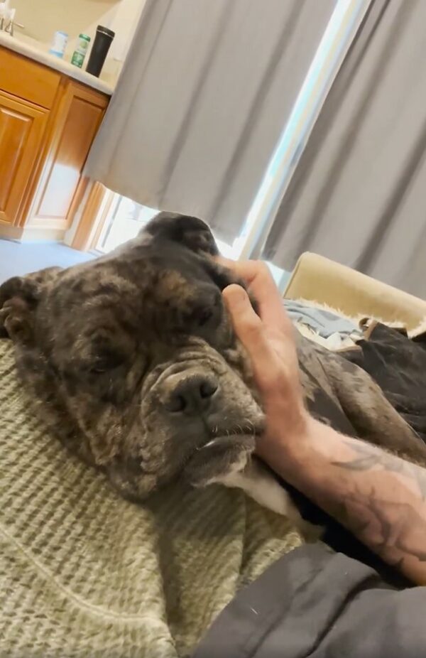 La historia de un cachorro sin hogar que encontró el amor contra todo pronóstico-1