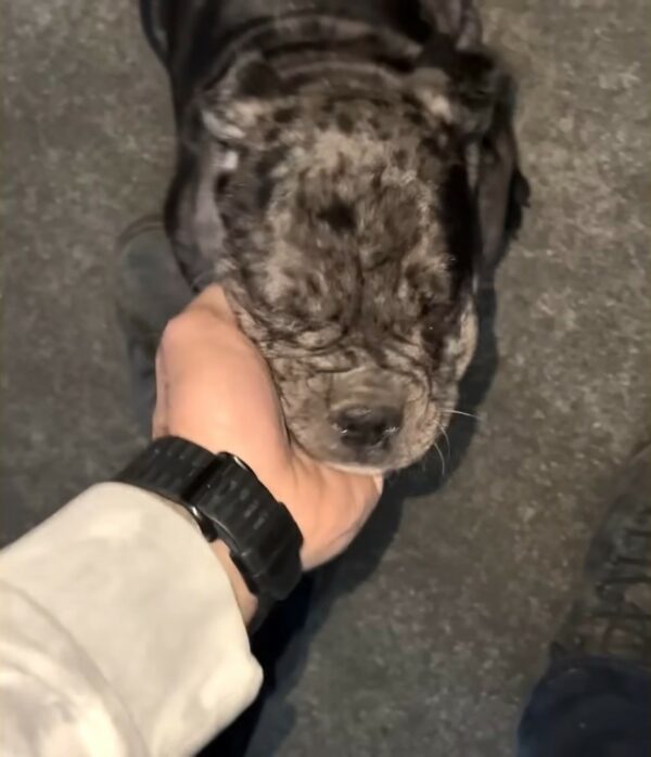 La historia de un cachorro sin hogar que encontró el amor contra todo pronóstico-1