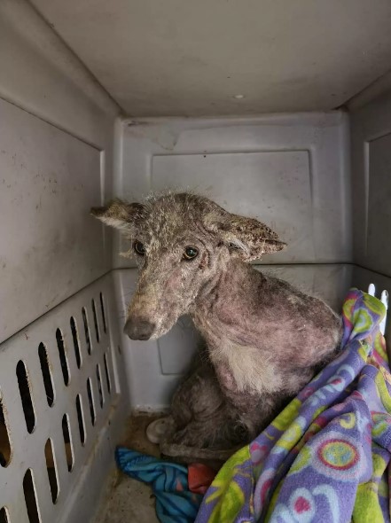 The Unexpected Truth Behind a Woman's Rescued Creature-1