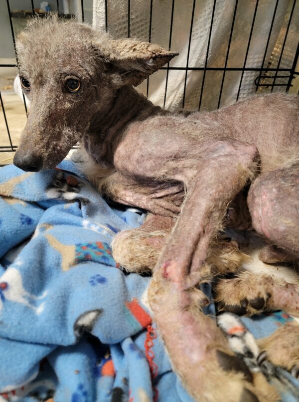 The Unexpected Truth Behind a Woman's Rescued Creature-1