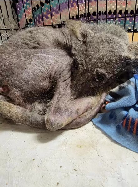 The Unexpected Truth Behind a Woman's Rescued Creature-1